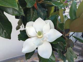 Апартаменты Apartments Villa Marina Krasici Тиват-5